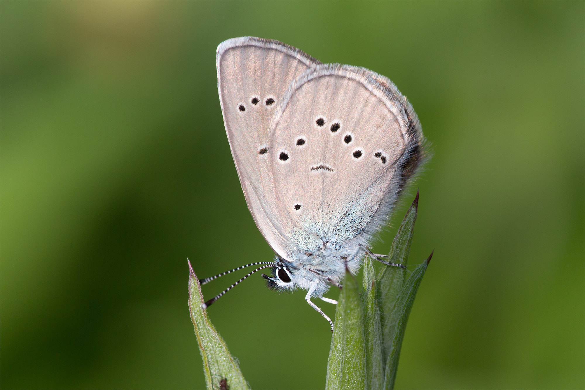 Cyaniris semiargus, female, Velebit, 0614L3069