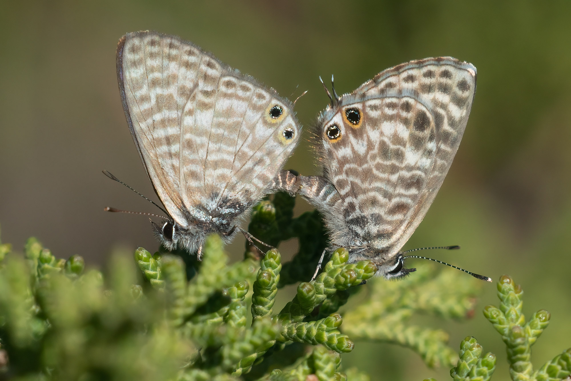 Leptotes pirithous, Brač, 1020L8174