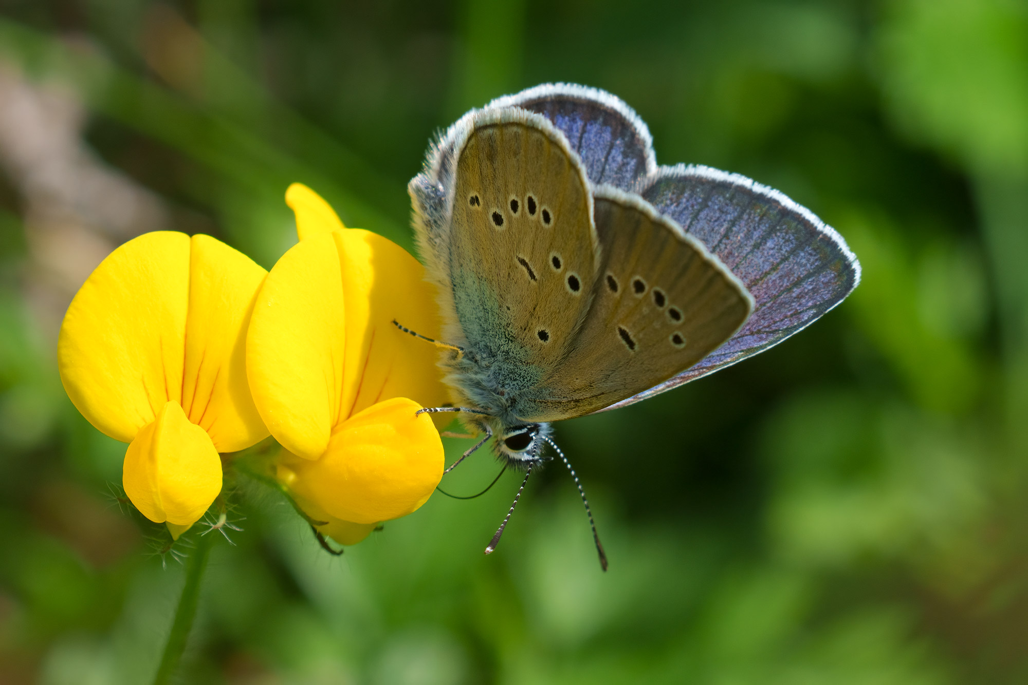 Cyaniris semiargus, male, Biokovo, 0621L7735