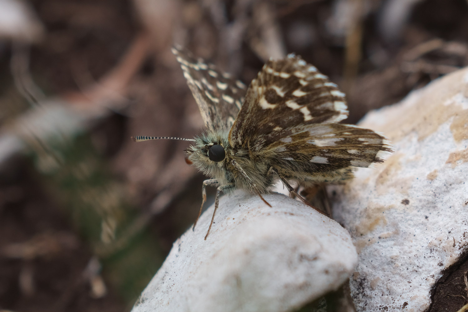 Pyrgus malvae, Biokovo, 0621H8376