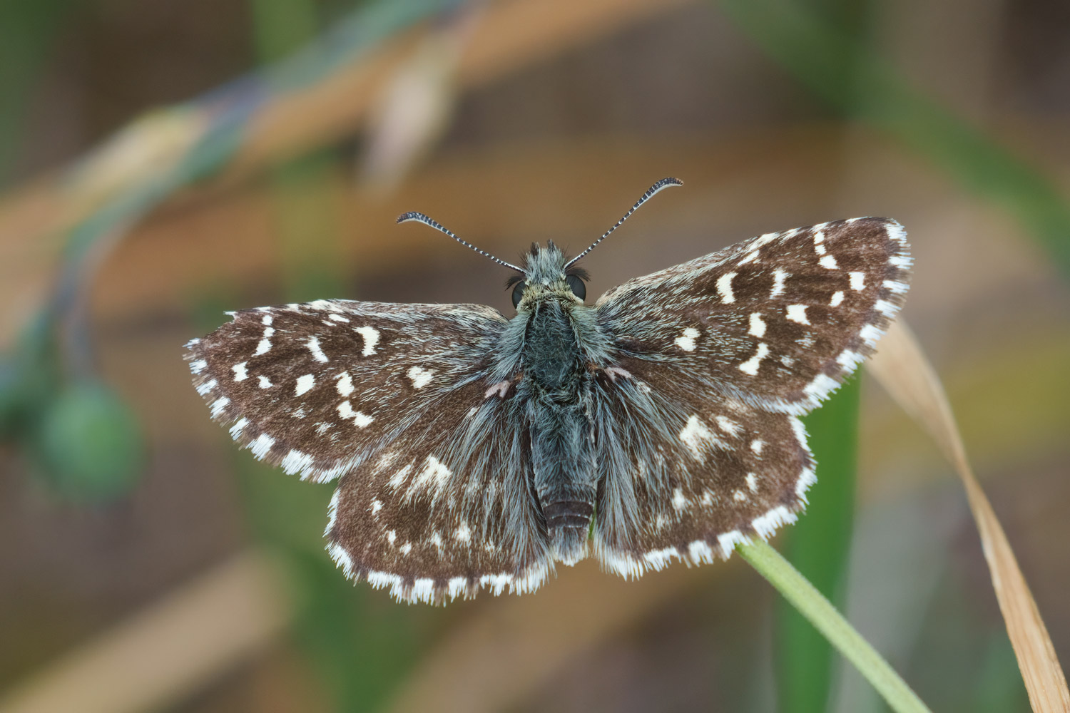 Pyrgus malvae, Biokovo, 0621H8376