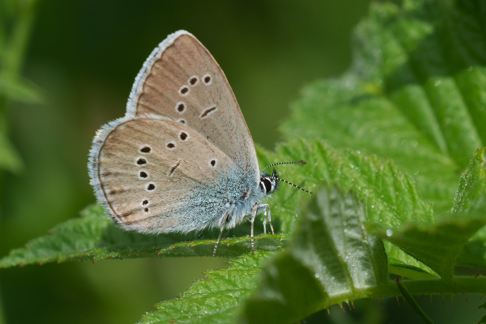 Cyaniris semiargus, male, Velebit, 0621L3498