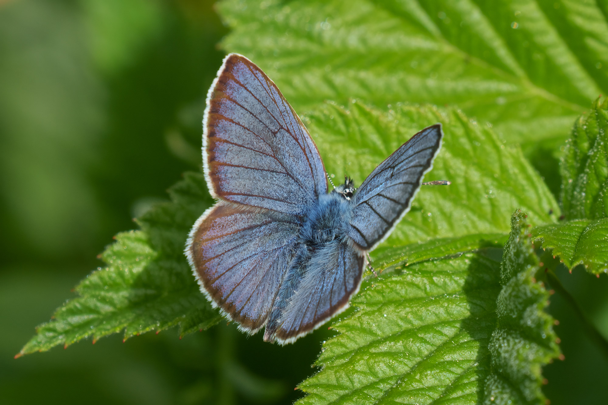 Cyaniris semiargus, male, Velebit, 0621L3498