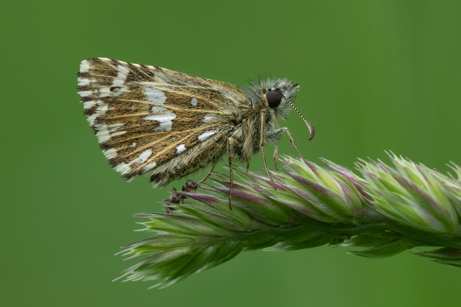 Pyrgus malvae, Žumberak, 0522H0781