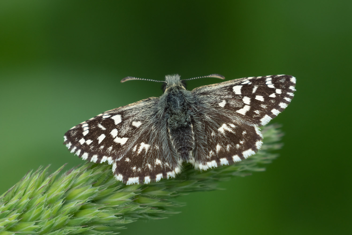 Pyrgus malvae, Žumberak, 0522H0781