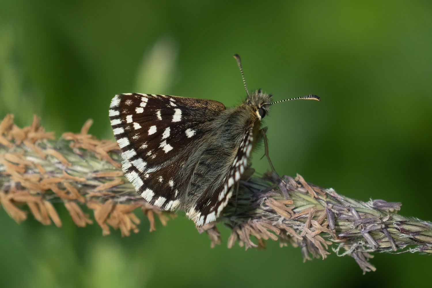 Pyrgus malvae, Samobor, 0522H3432