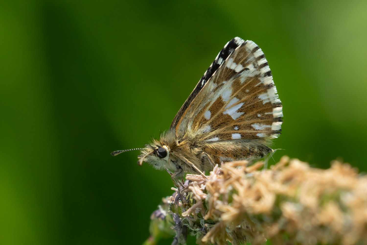 Pyrgus malvae, Samobor, 0522H3432