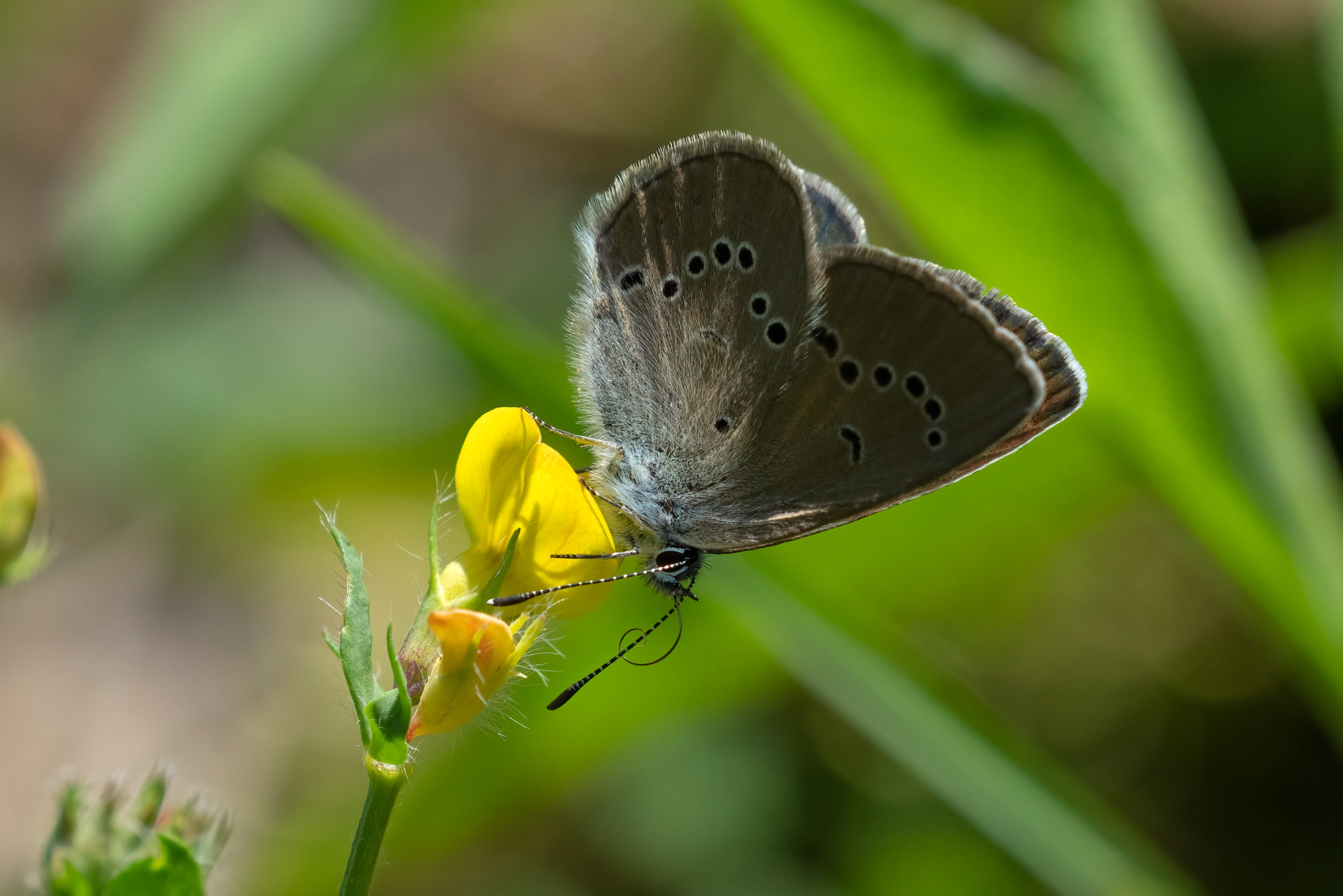 Cyaniris semiargus, female, Gorski Kotar, 0622L4223