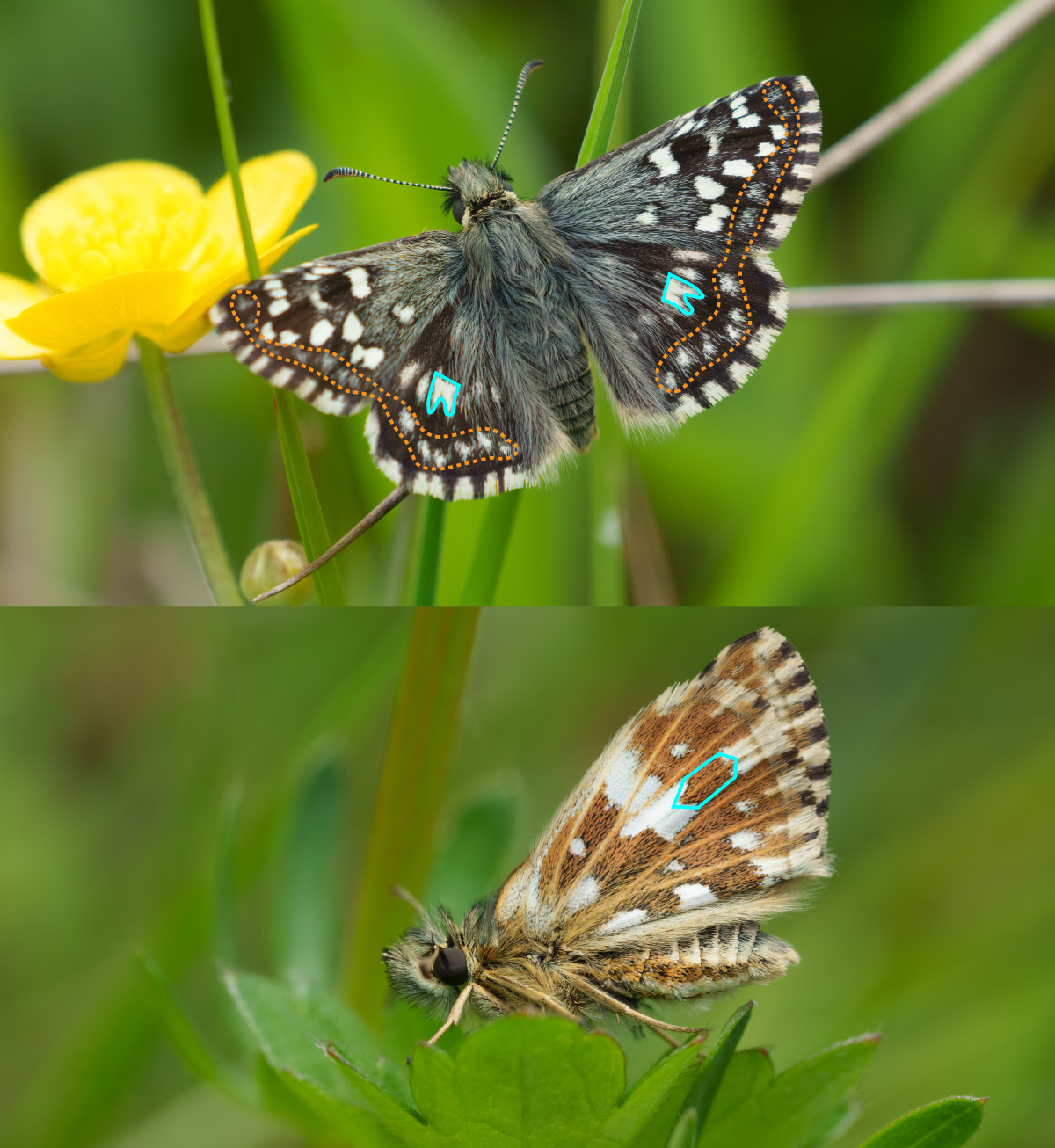 Pyrgus malvae and Pyrgus malvoides ID characteristics