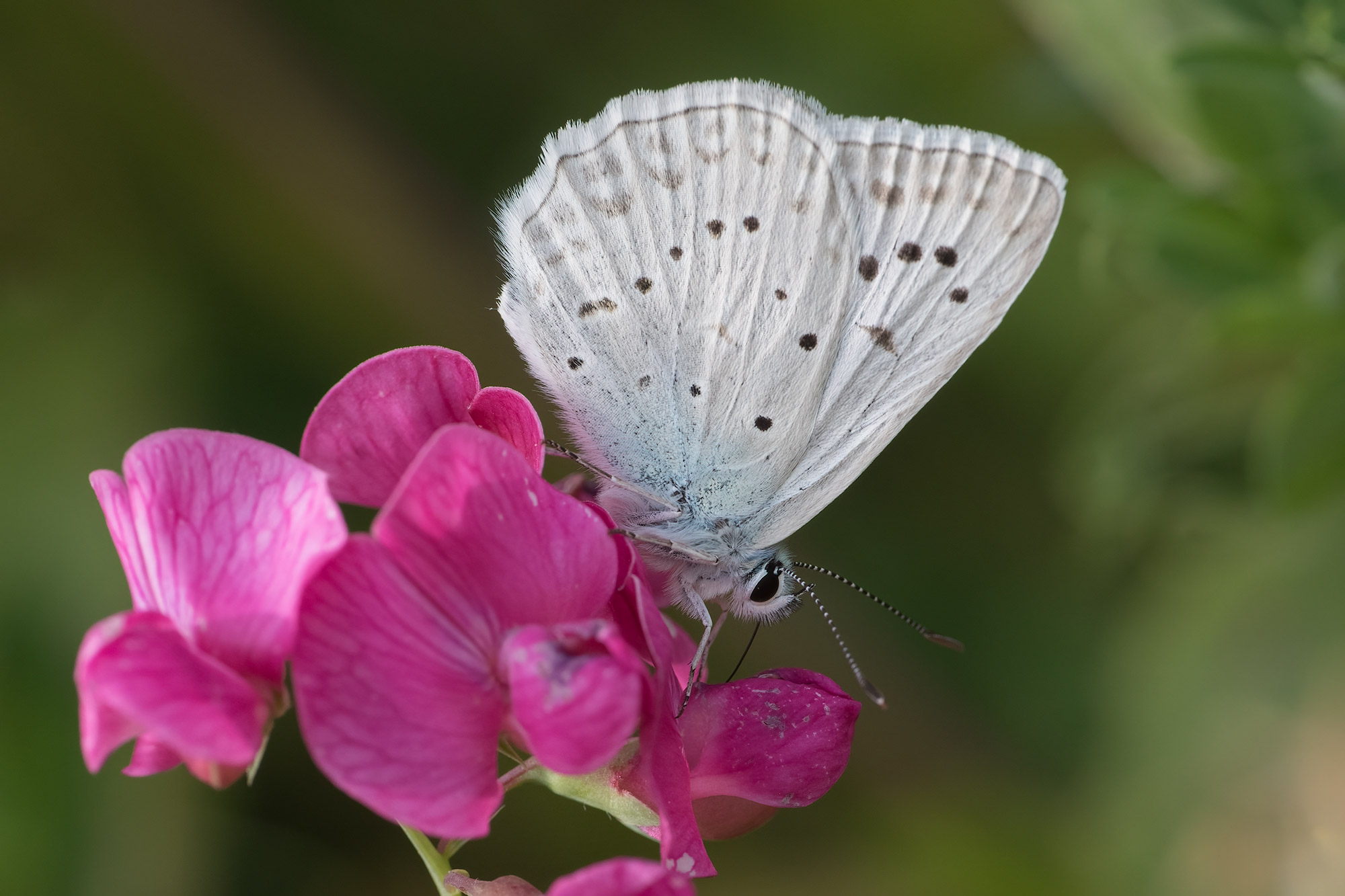 Polyommatus daphnis, Žumberak, 0717L6988