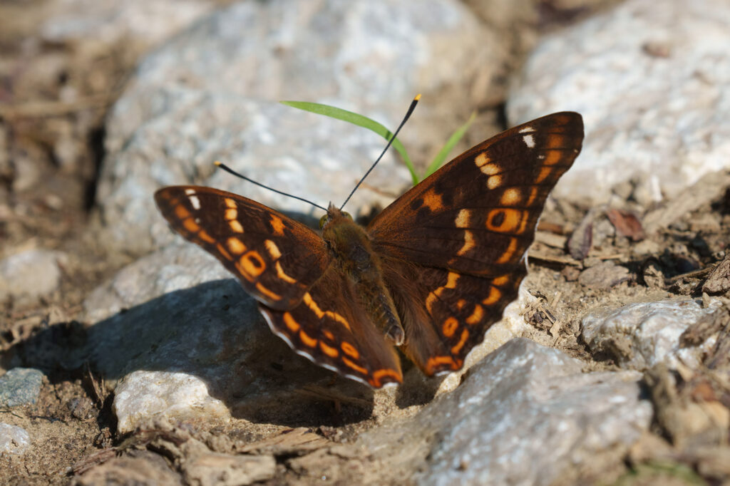 Apatura ilia, Lonja, 0621N6914