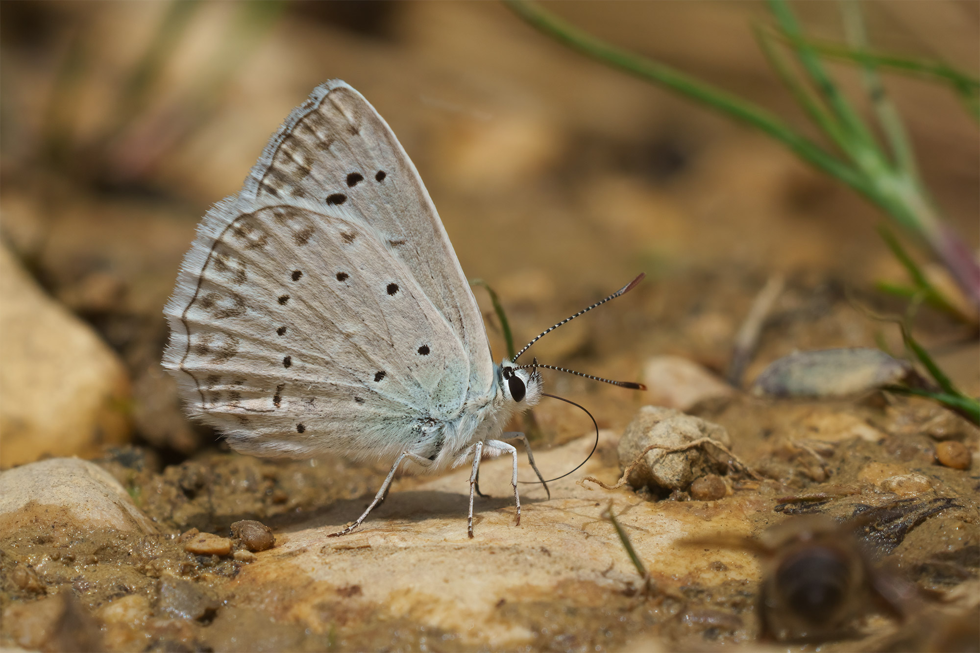 Polyommatus daphnis, Kamešnica, 0721L8014