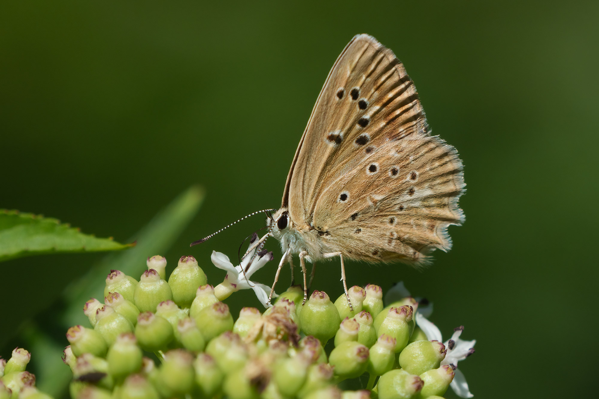 Polyommatus daphnis, female, Ličko sredogorje, 0721L8983