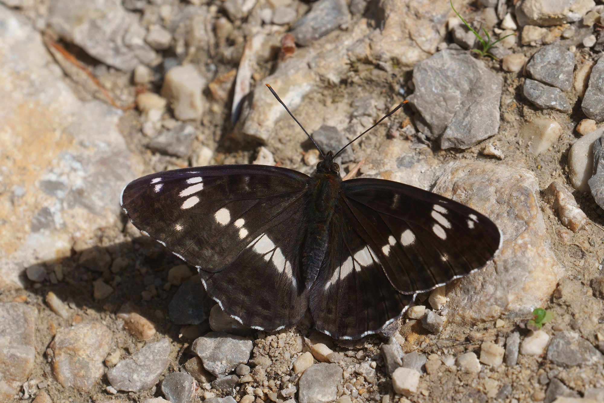 Limenitis camilla, Žumberak, 0621N6375