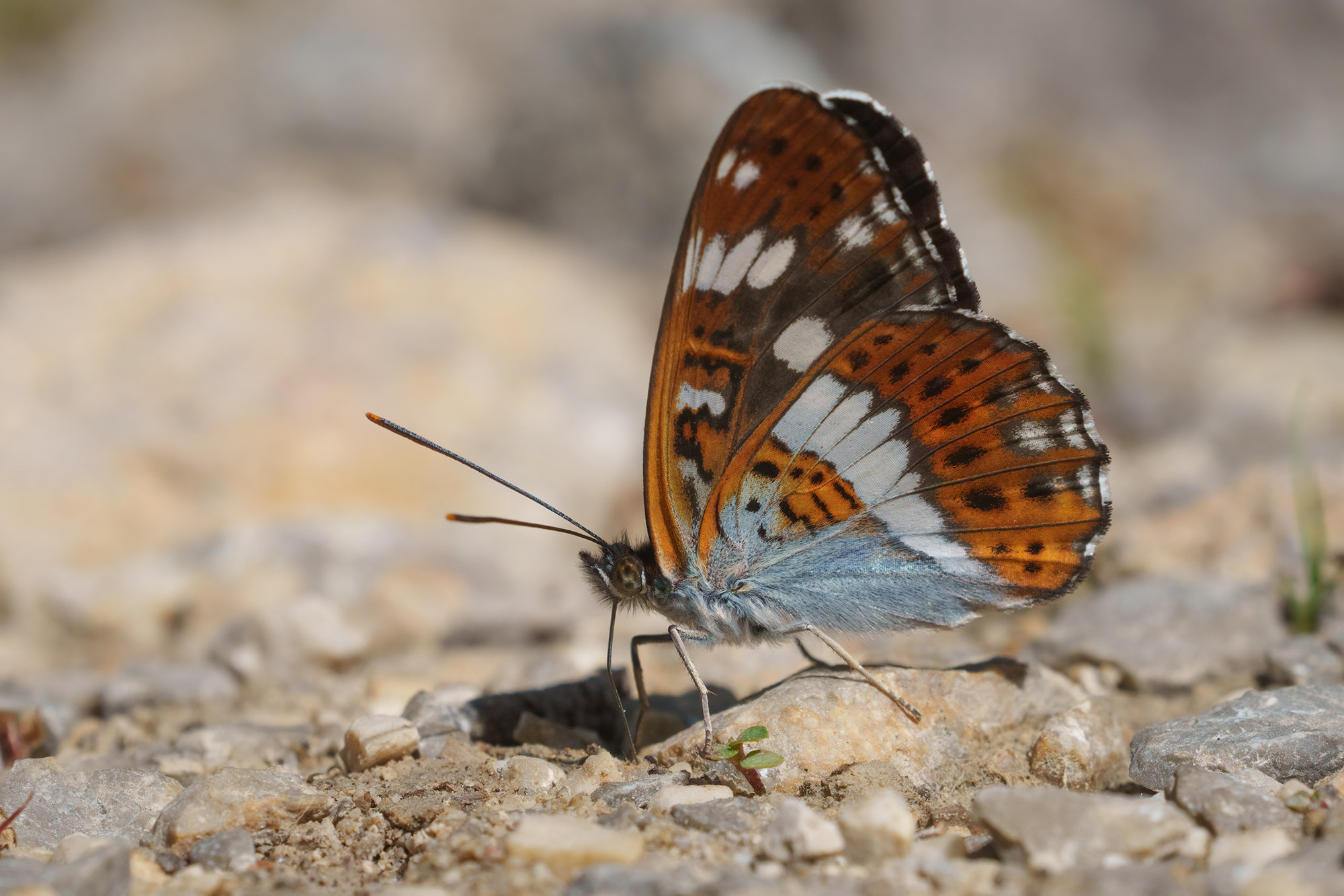 Limenitis camilla, Žumberak, 0621N6375