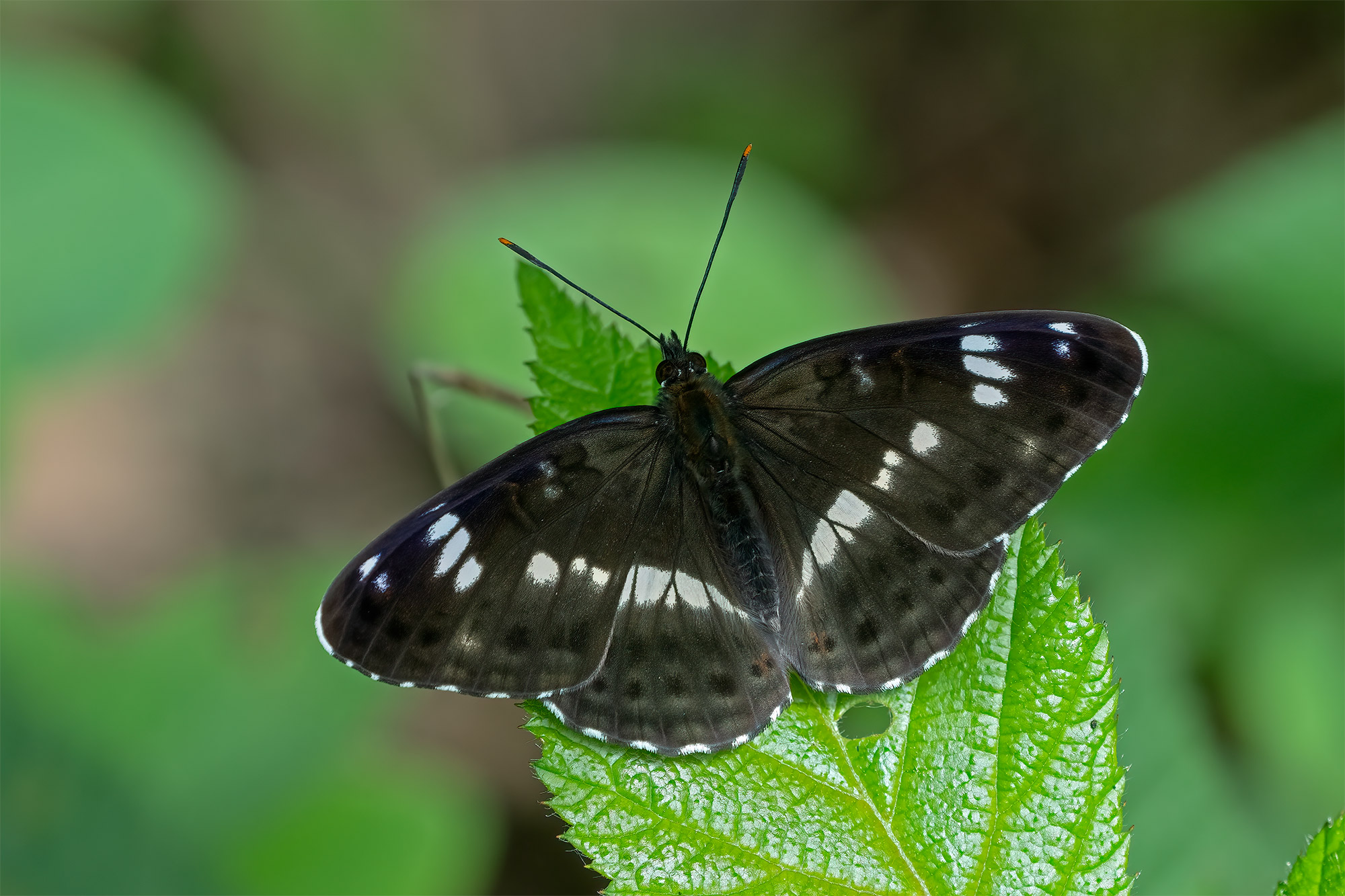 Limenitis camilla, Kalinovica, 0522N5294