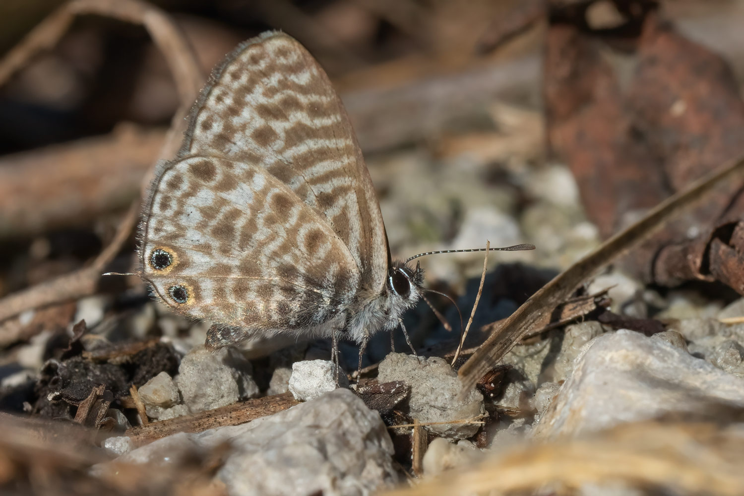 Leptotes pirithous, Pokupsko, 0923L0909