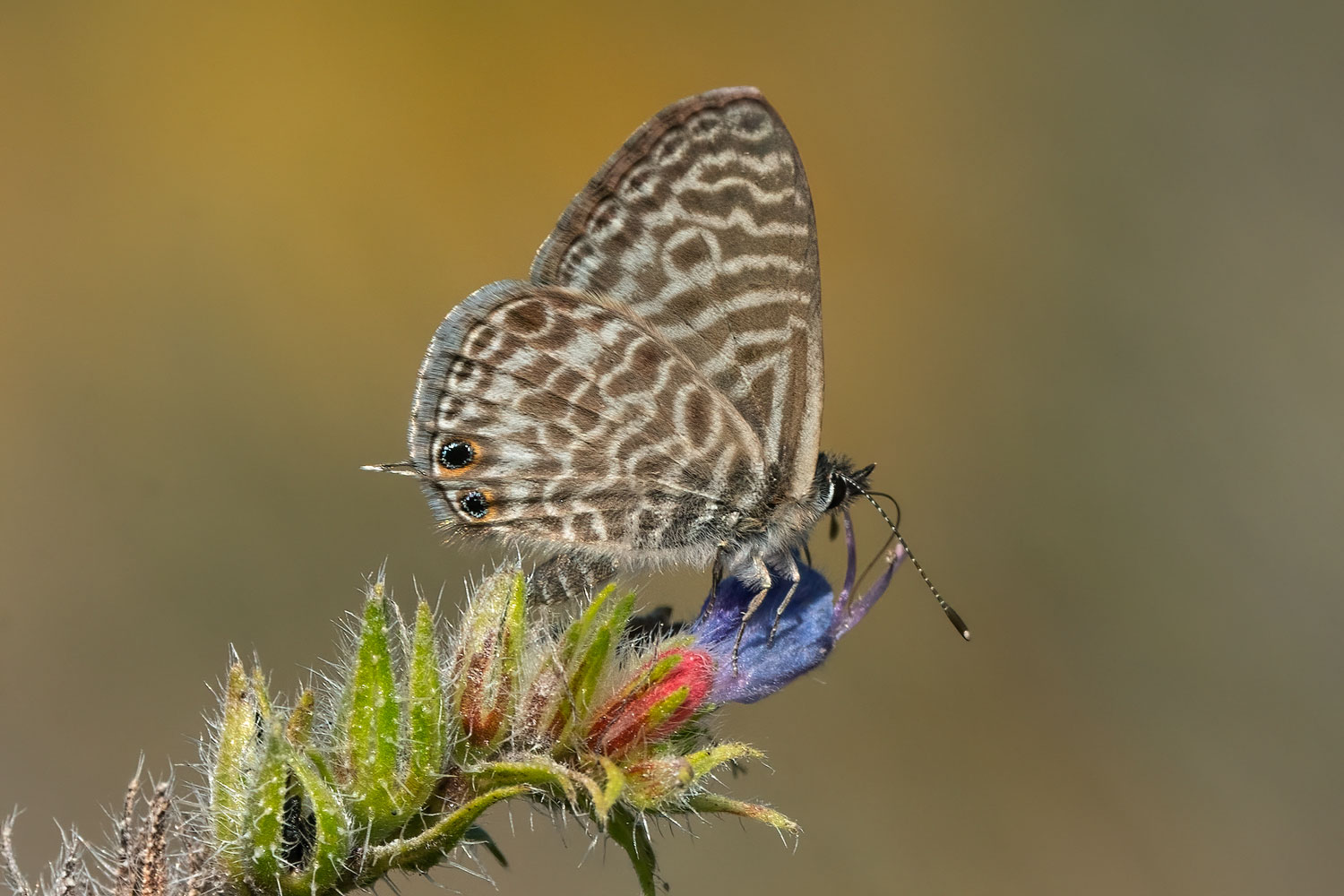 Leptotes pirithous, Velebit, 1023L1405