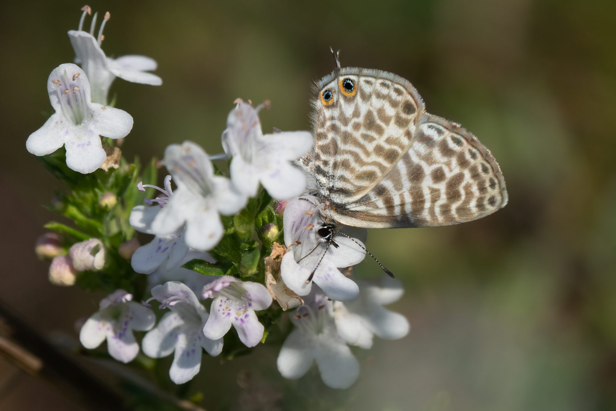 Leptotus pirithous, Velebit, 0924L2305