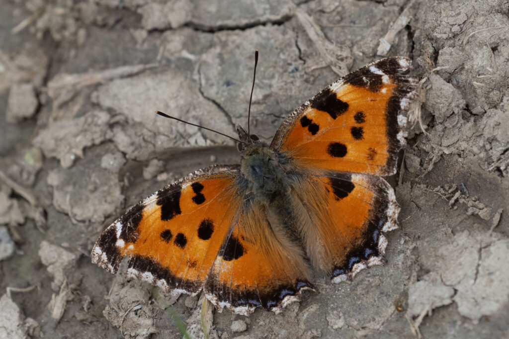 Nymphalis xanthomelas, Dilj gora, 0326N7419